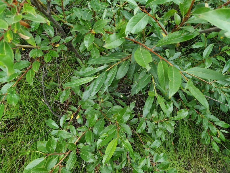 Salix divaricata photo 4