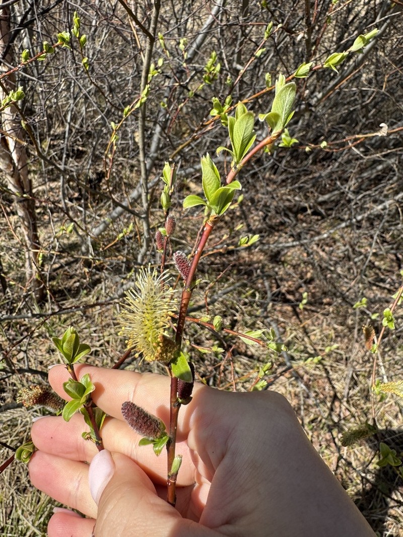 Salix divaricata photo 5