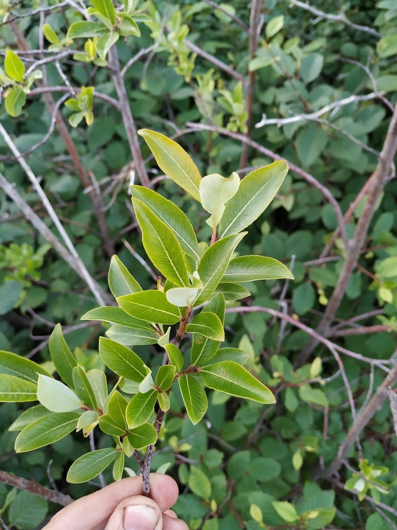 Salix divaricata photo 6