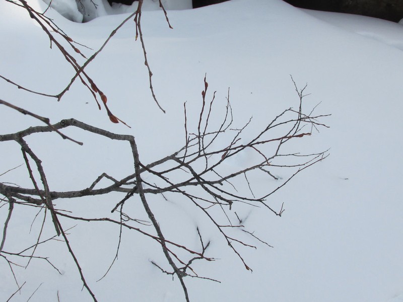 Salix divaricata photo 7