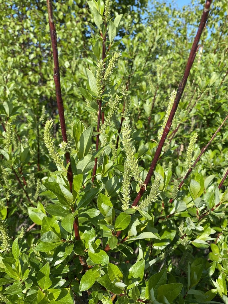 Salix divaricata photo 8