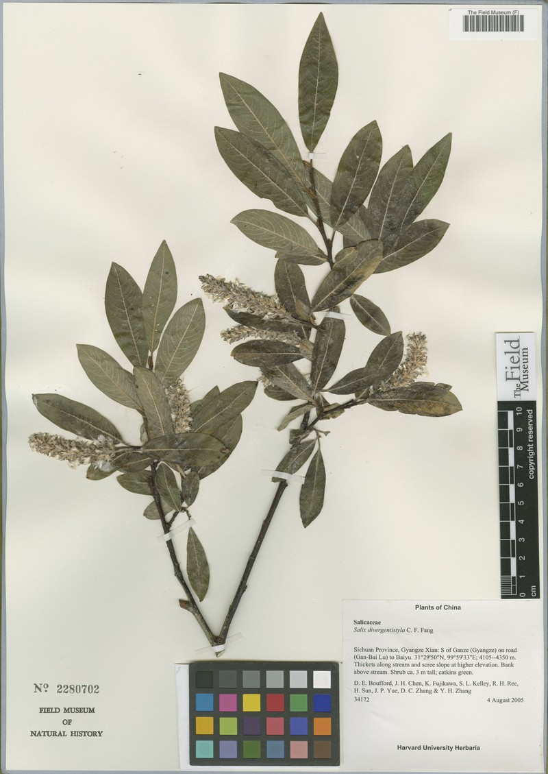 Salix divergentistyla