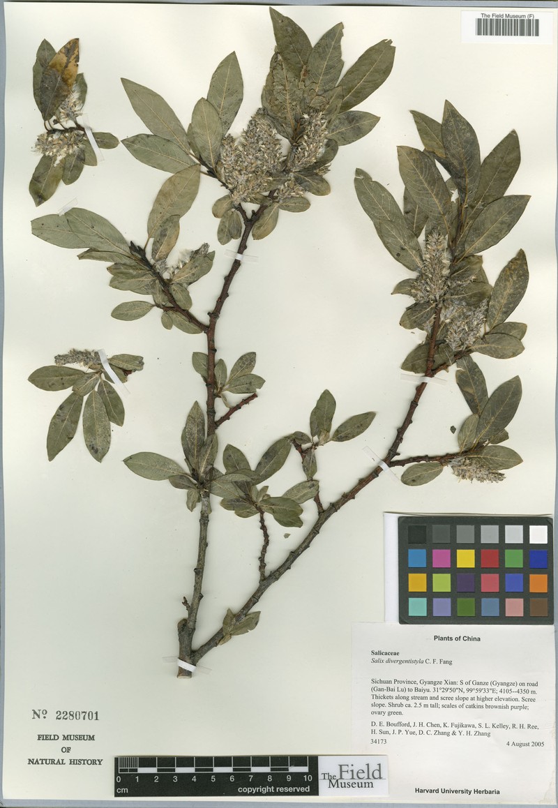 Salix divergentistyla photo 2