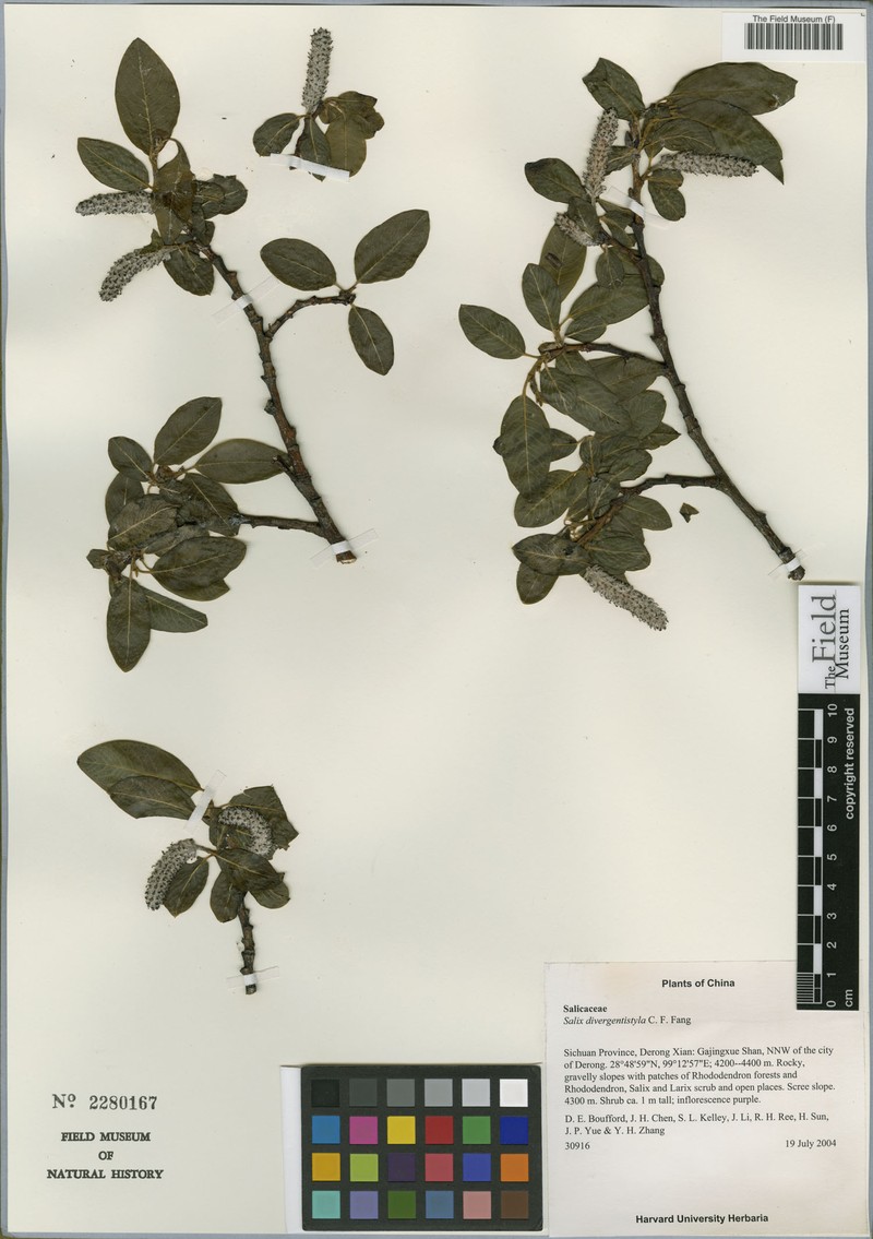 Salix divergentistyla photo 3