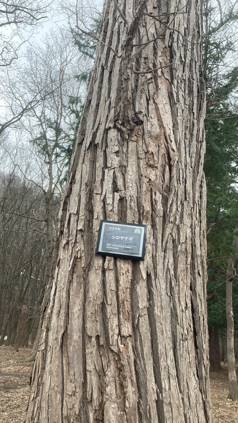 Salix dolichostachya