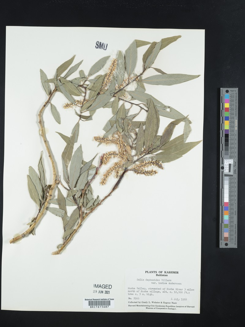 Salix dolichostachya photo 2