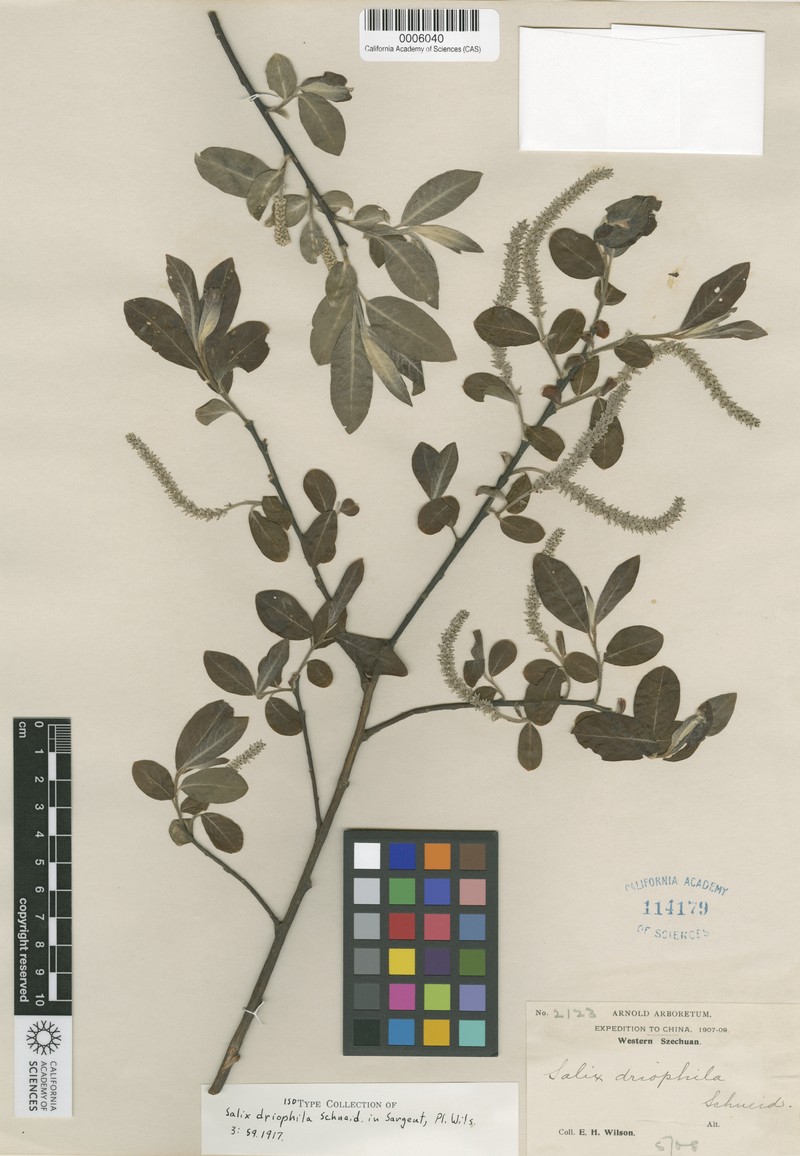 Salix driophila