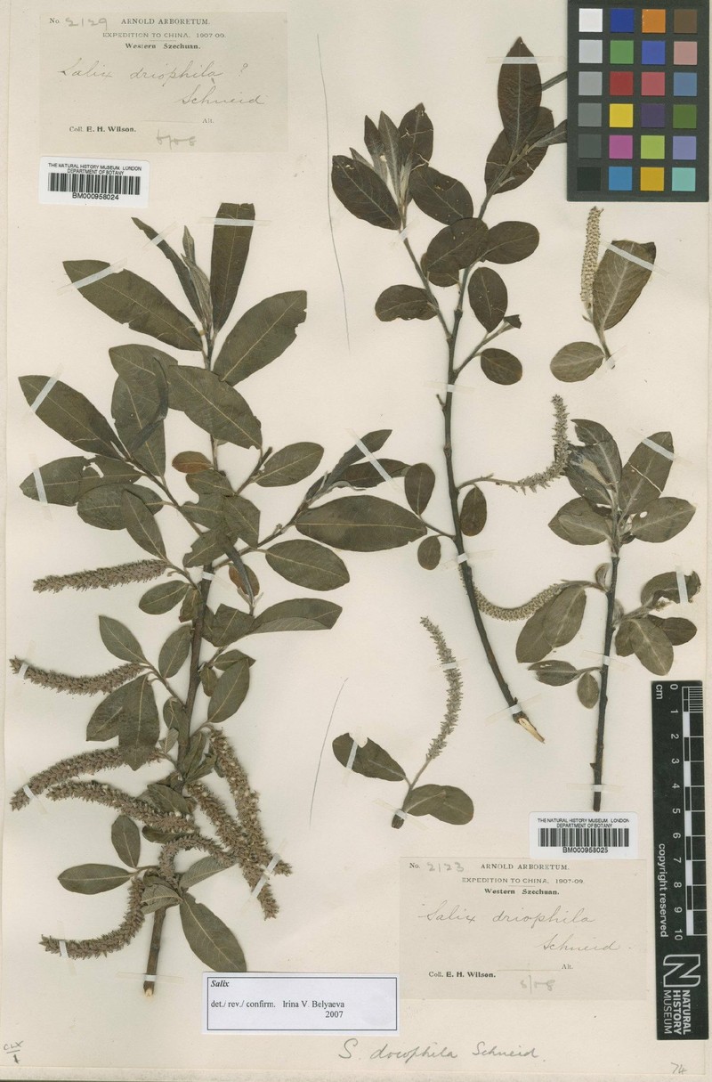 Salix driophila photo 2
