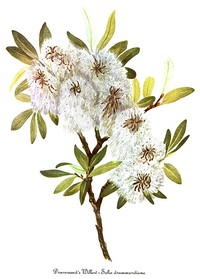 Drummond's Willow