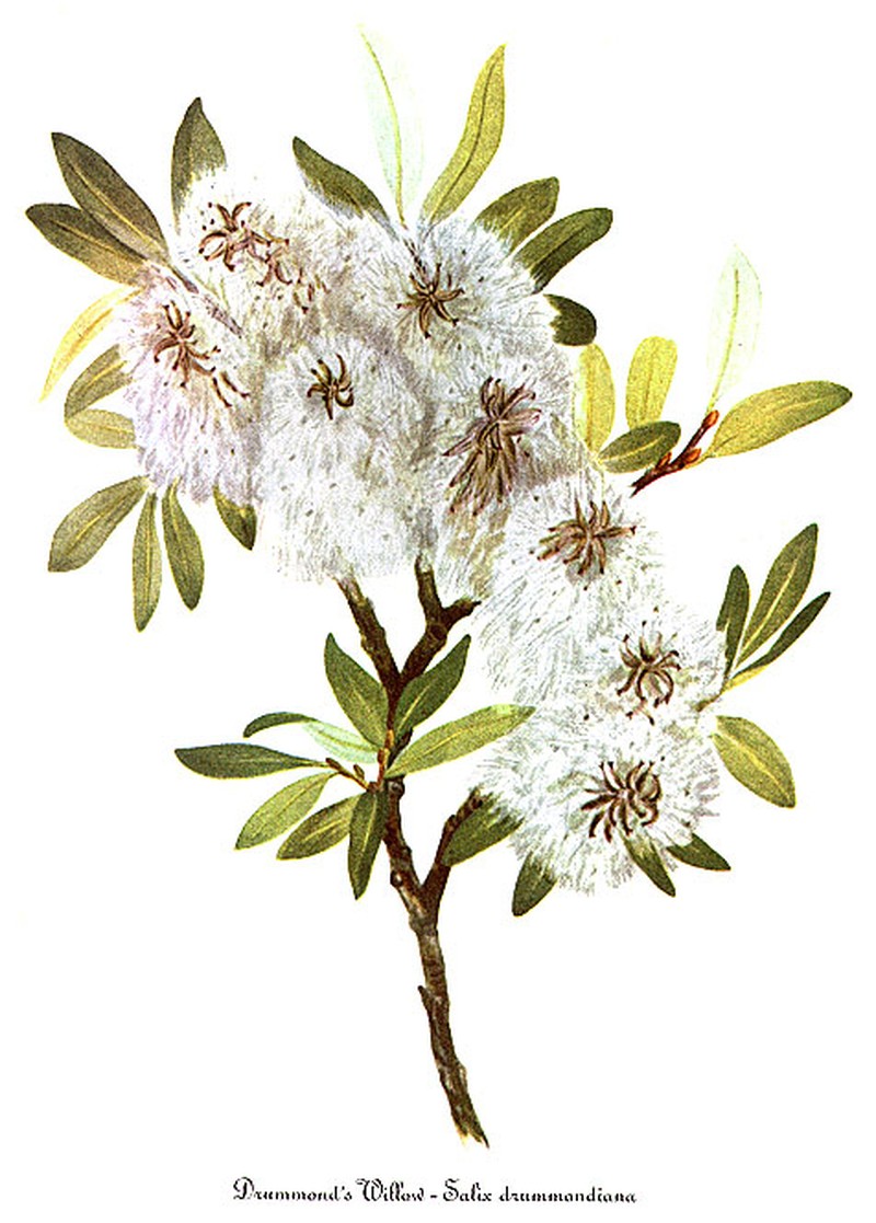 Drummond's Willow