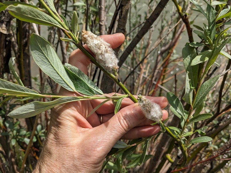 Drummond's Willow photo 3