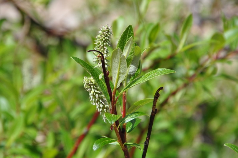 Drummond's Willow photo 4