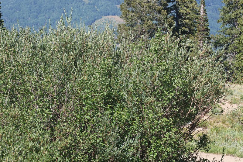 Drummond's Willow photo 6