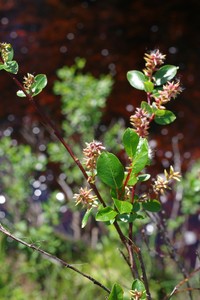 Salix dshugdshurica