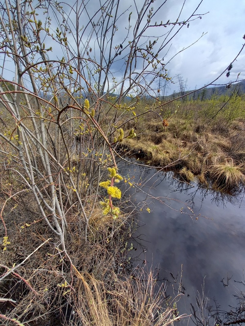 Salix dshugdshurica photo 2