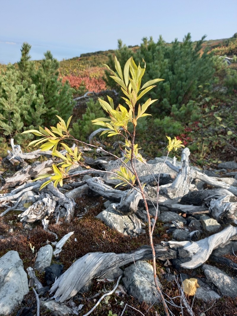 Salix dshugdshurica photo 3