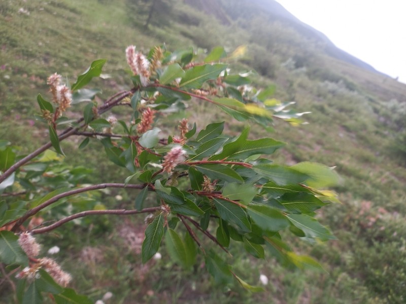 Salix dshugdshurica photo 4