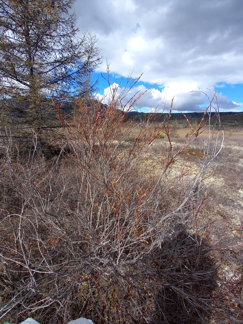 Salix dshugdshurica photo 5