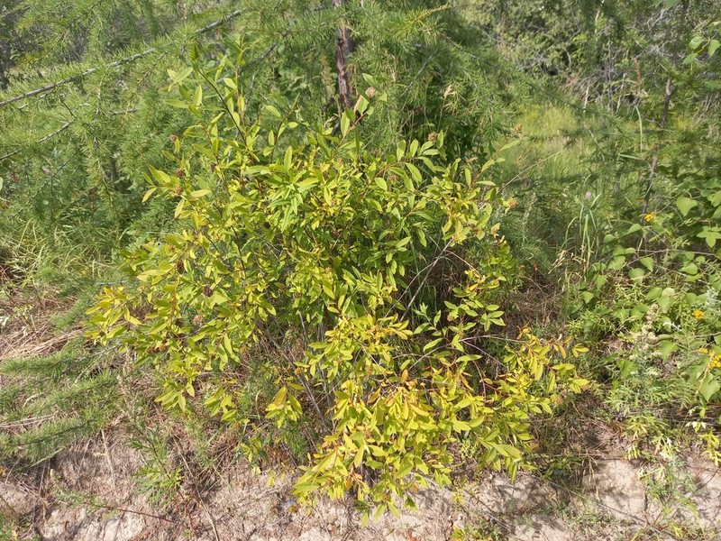 Salix dshugdshurica photo 6