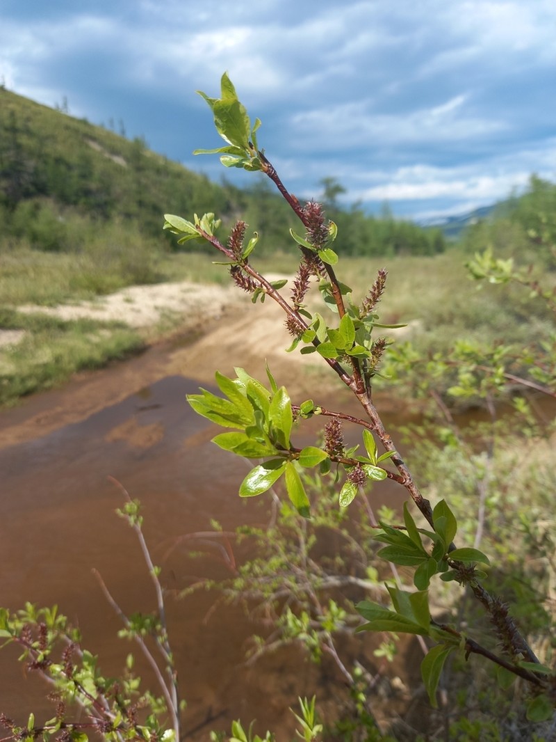 Salix dshugdshurica photo 7