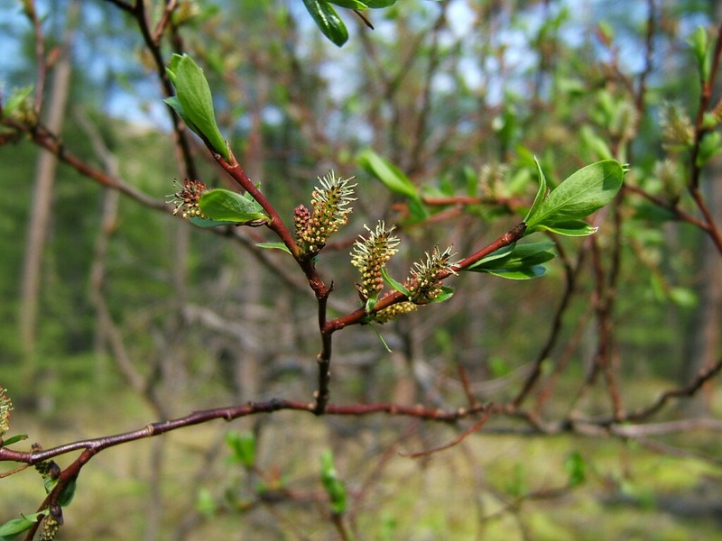 Salix dshugdshurica photo 8