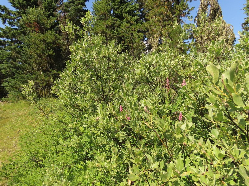 Mountain Willow photo 3