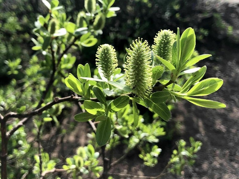 Mountain Willow photo 4