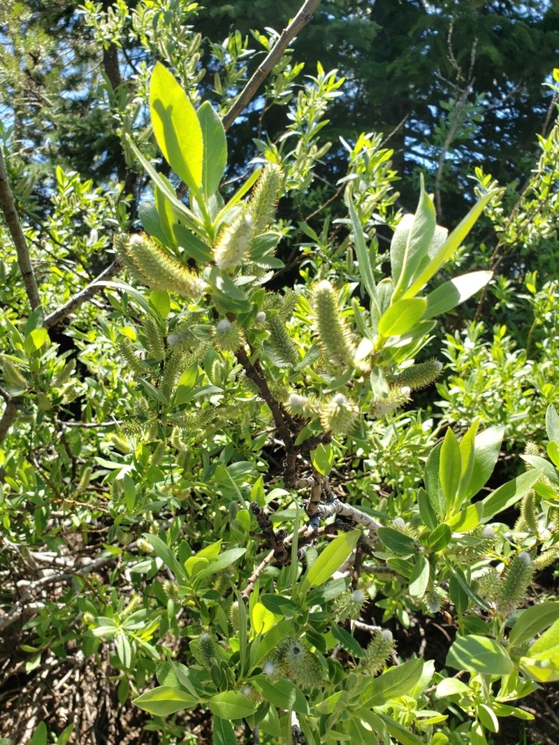 Mountain Willow photo 5