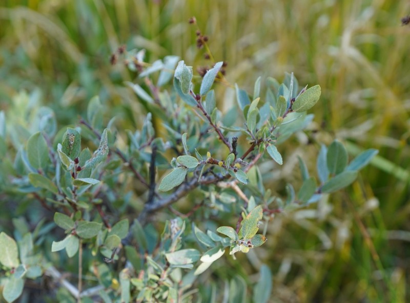 Mountain Willow photo 6