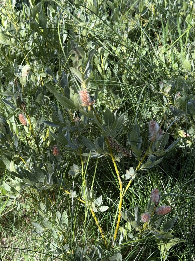 Mountain Willow photo 7