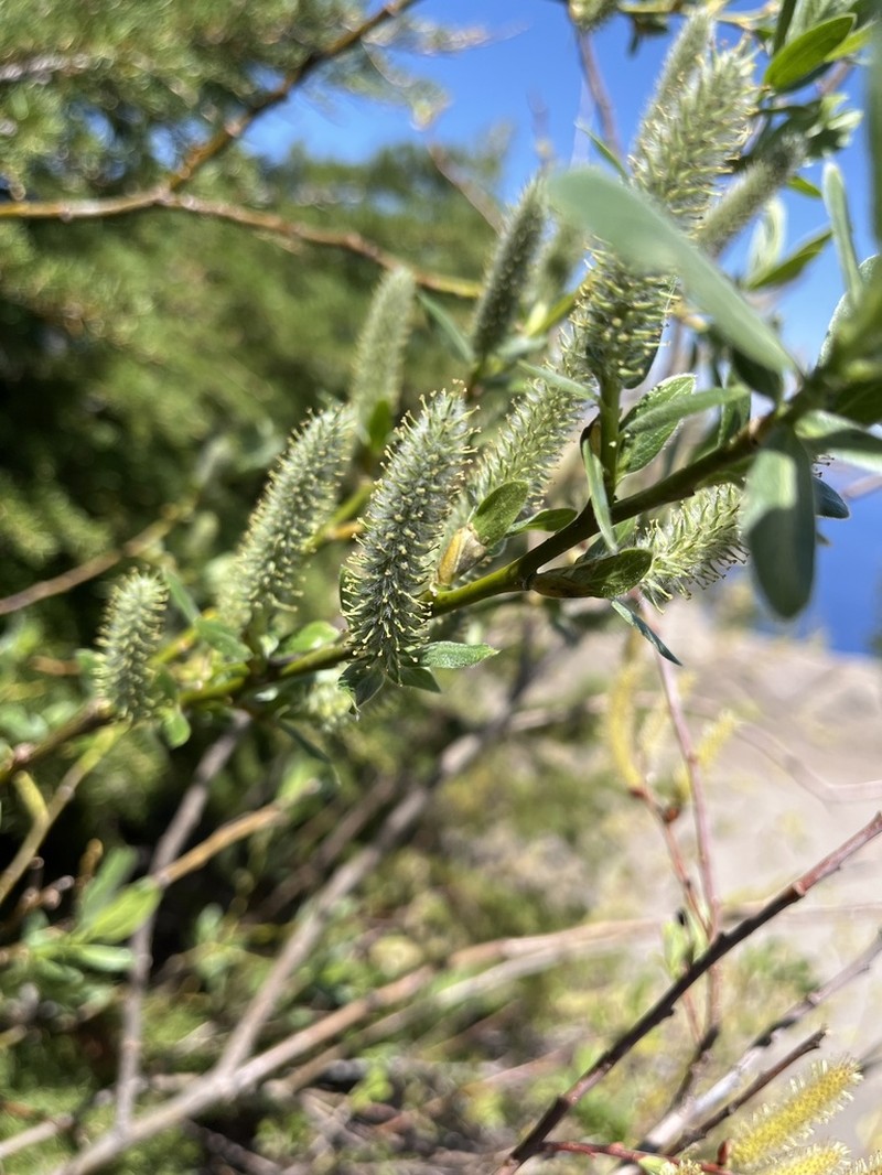 Mountain Willow photo 8