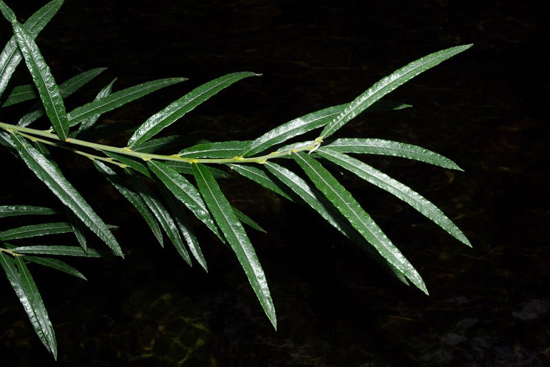 Elaeagnus Willow photo 5