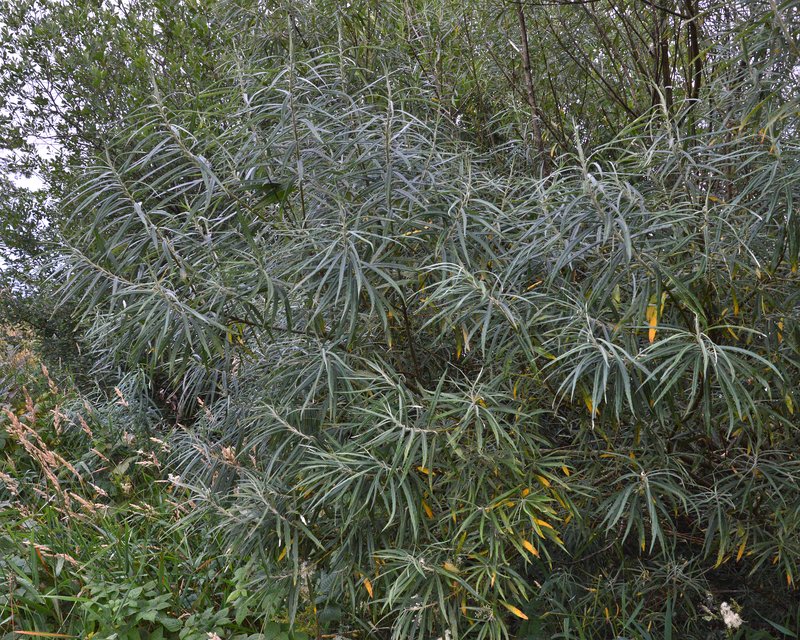 Elaeagnus Willow photo 6