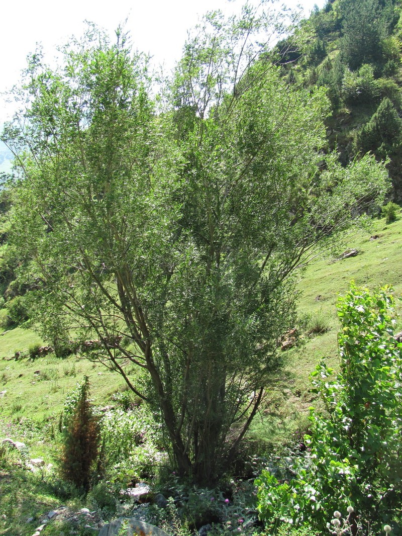 Salix elbrusensis