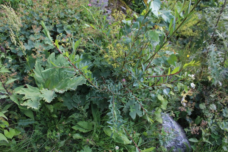 Salix elbrusensis photo 2