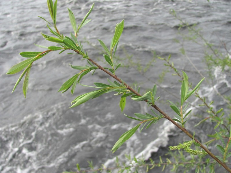 Salix elbrusensis photo 3