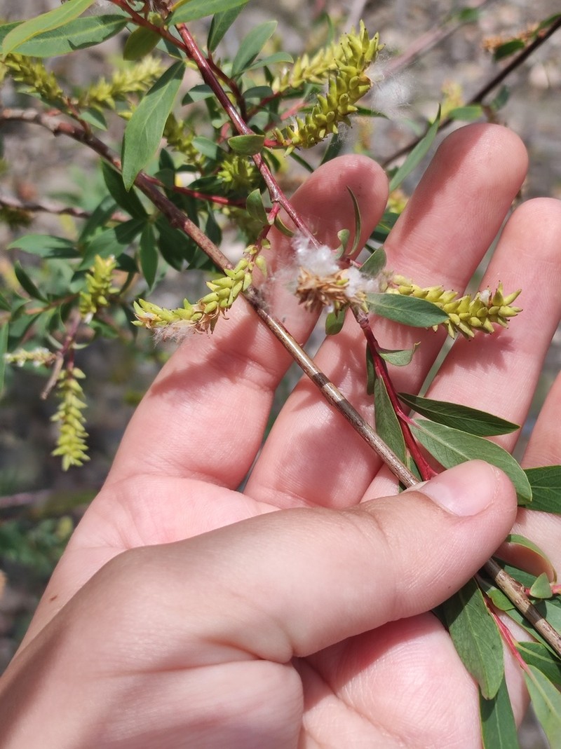 Salix elbrusensis photo 4