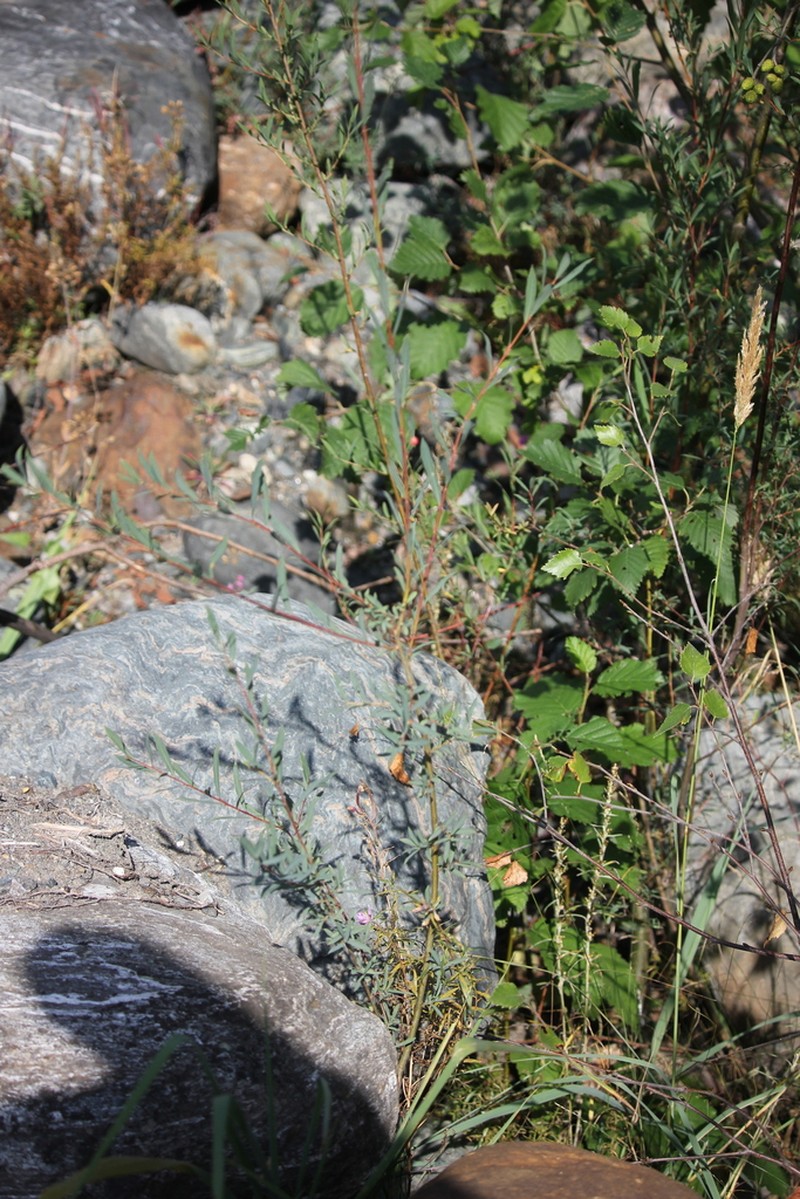 Salix elbrusensis photo 6