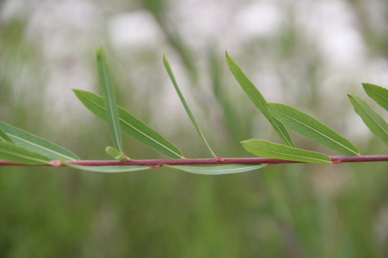 Salix elbrusensis photo 7