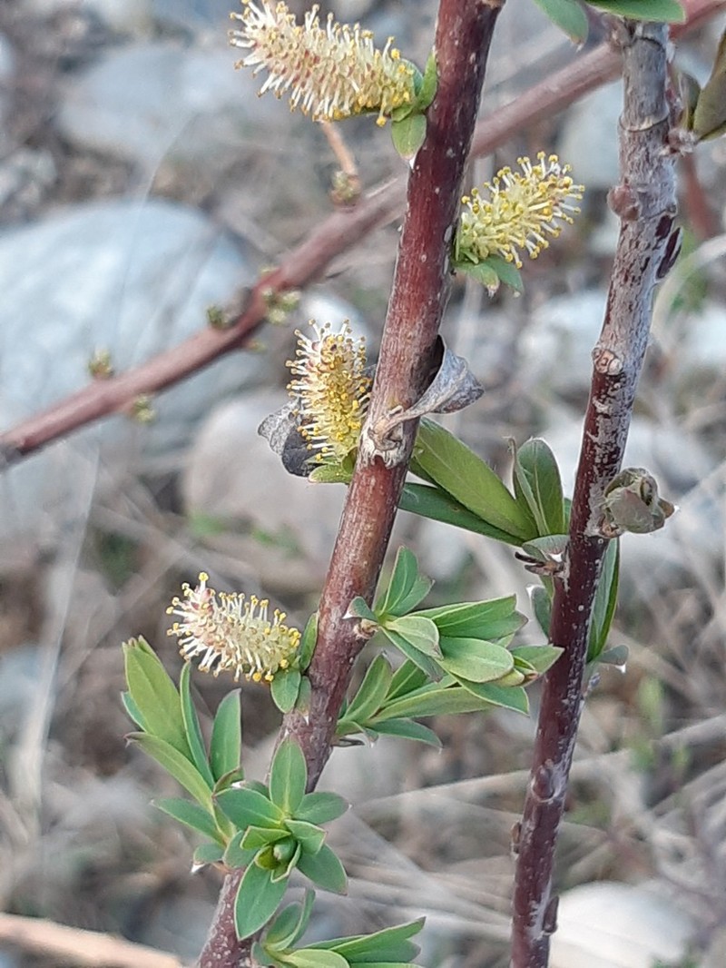Salix elbrusensis photo 8