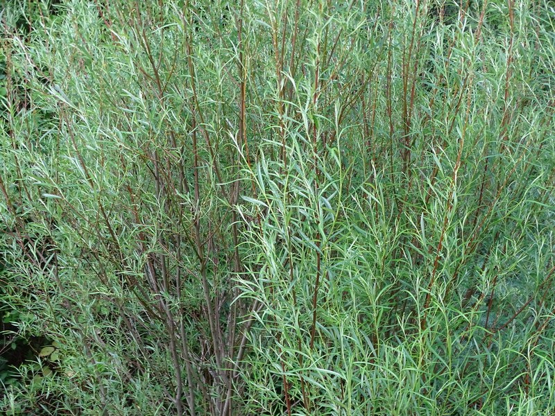 Salix eleagnos photo 2