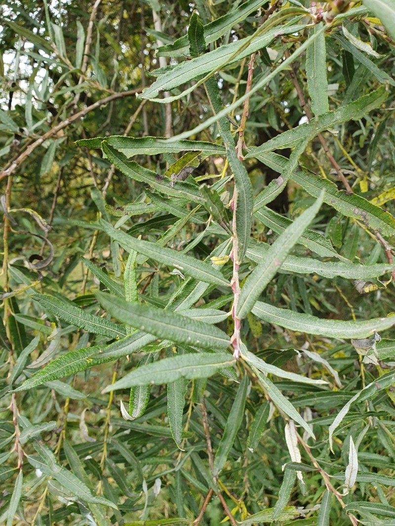 Salix eleagnos photo 3