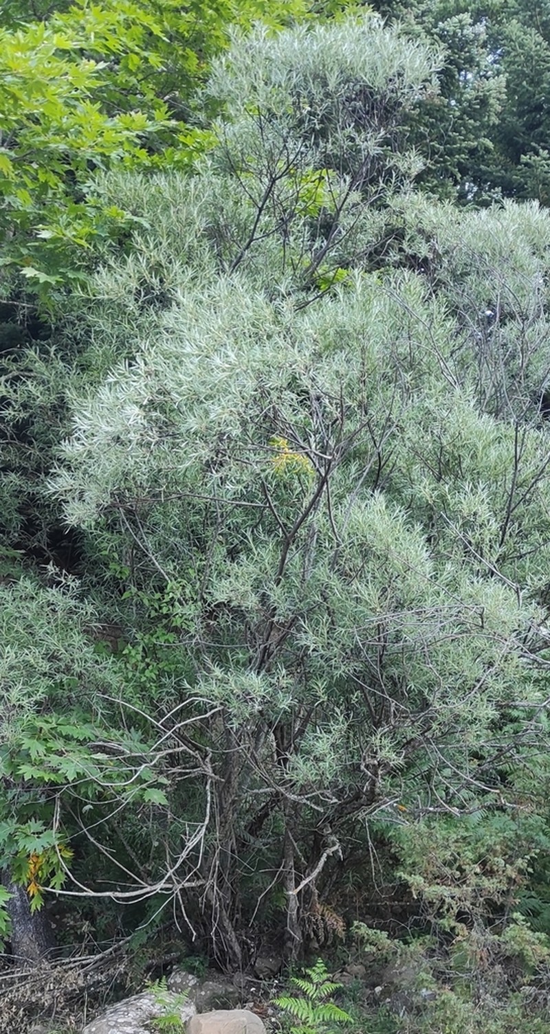 Salix eleagnos photo 4