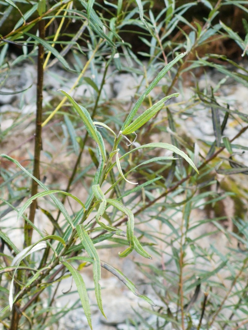 Salix eleagnos photo 5