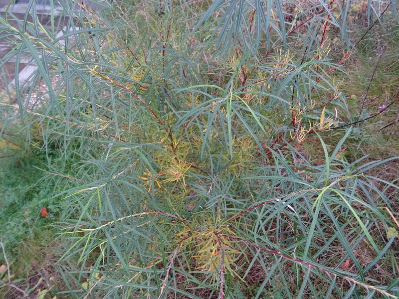 Salix eleagnos photo 6