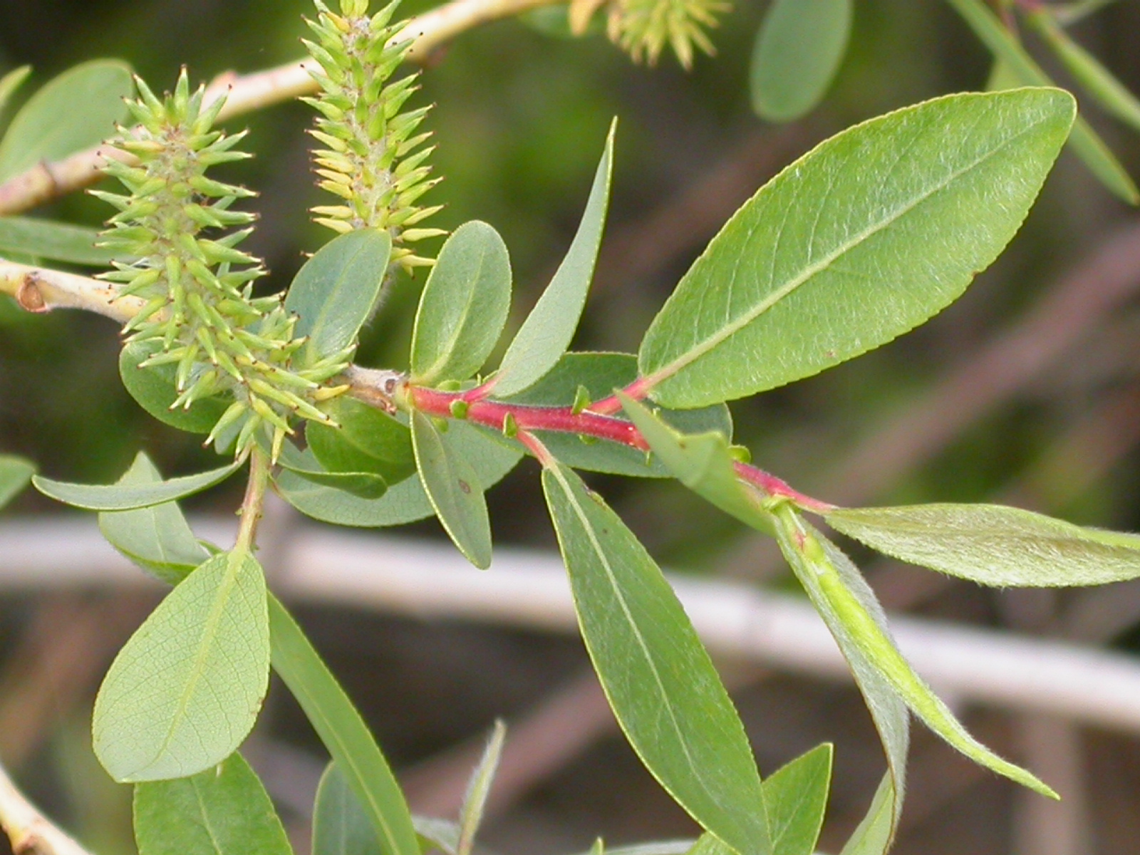 Missouri River Willow