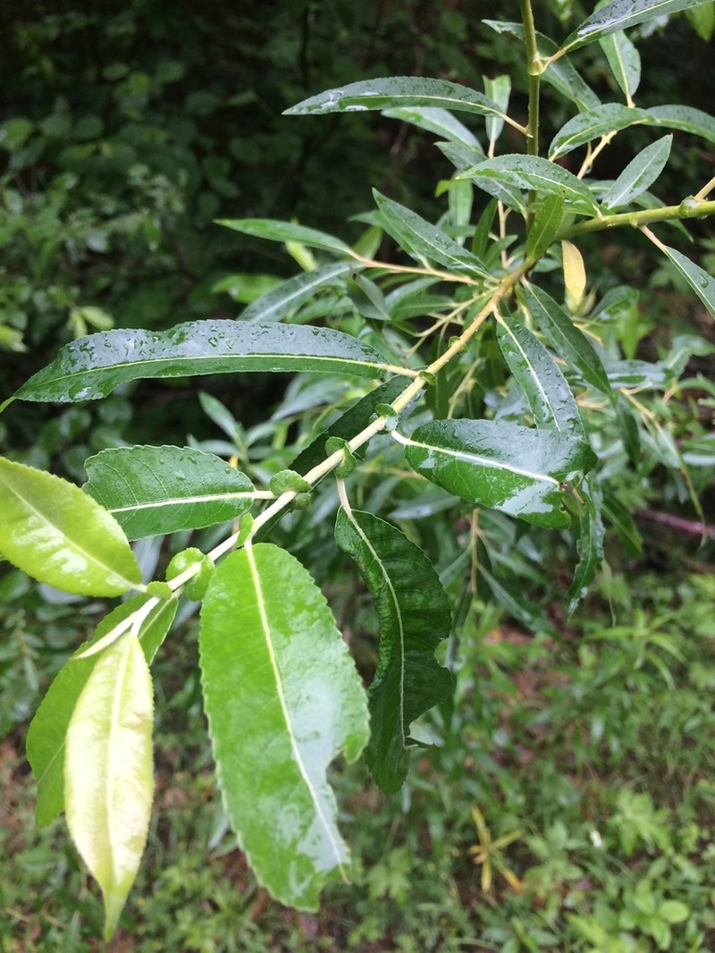 Missouri River Willow photo 2