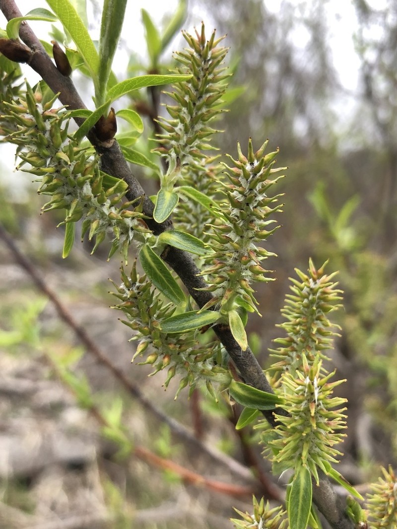 Missouri River Willow photo 3
