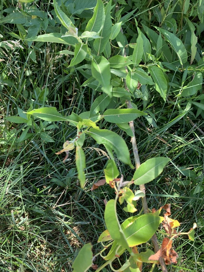 Missouri River Willow photo 4