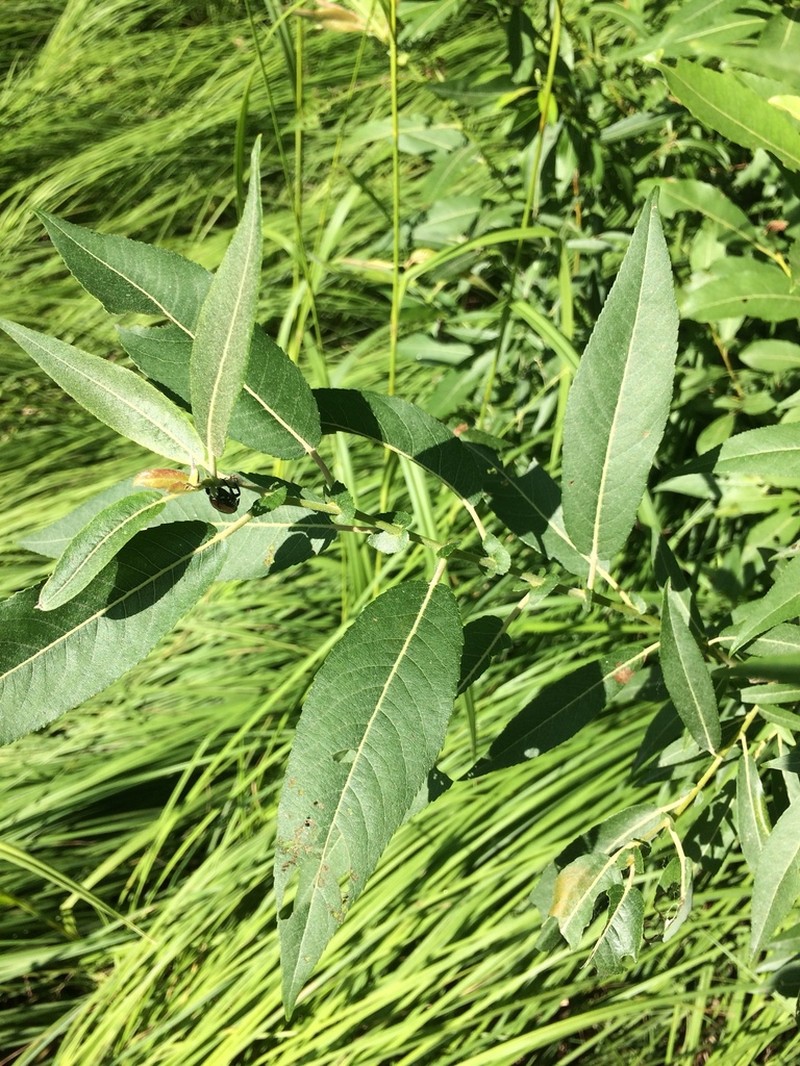 Missouri River Willow photo 5